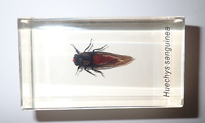 #ad Red Cicada Huechys sanguine Specimen in 73x41x24 mm Amber Clear Resin Block BK2A $16.00