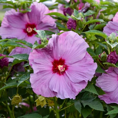 #ad bush hibiscus LILAC CRUSH Dormant Visit our store for lowest price $17.95