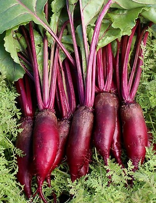 #ad 200 CYLINDRA BEET SEEDS FRESH HARVEST FOR 2024 GARDENS $2.19