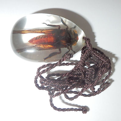 #ad Insect Acrylic Oval Necklace Red Cicada Specimen Clear SD07 $12.00