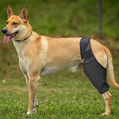 #ad Dog Canine Rear Leg Knee Brace Hock Joint Wrap for Heals and Prevents Injuries $7.90