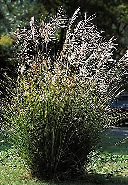 #ad Chinese Silver Grass 25 Seeds Miscanthus $2.99