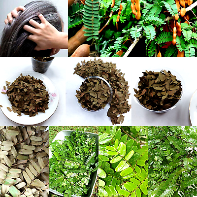 #ad Tamarind Dried Pure Leaves 100% Organic Ceylon Herbal Natural Leaf Whole 50g $11.99