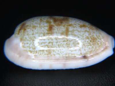#ad CYPRAEA TERES PELLUCENS:ONE OF THE ONLY FEW I GOT FROM FIJI @ 28.5MM CALLOUSED $5.99