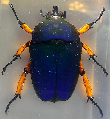#ad 2.9quot; Real Unicorn Blue Green Chafer Beetle w Orange Legs in Clear Lucite Resin $12.55