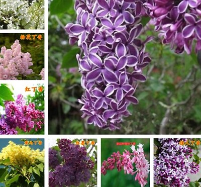 #ad 20 LILAC FLOWER SEEDS rare exotic PERENNIAL bloom plant garden for germination $6.99