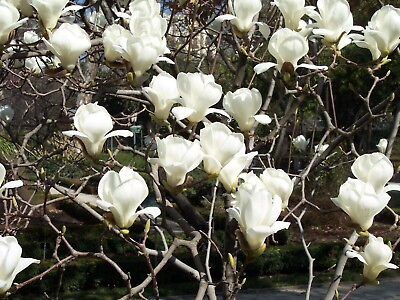 #ad Double White Climbing Rose 20 Seeds Flower Bush Perennial Shrub $4.50