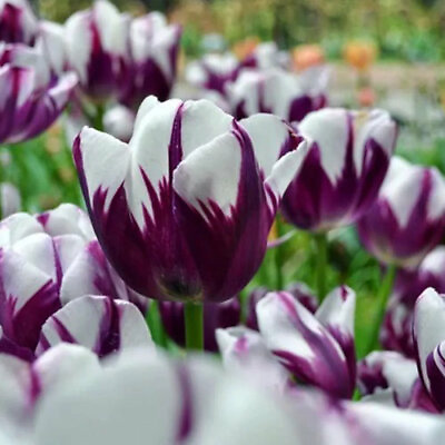 #ad Tulip Bulbs Fresh Garden Bulbs All Season Planting Available 10PCS Exotic Flower $12.99