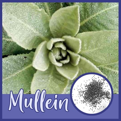 #ad Mullein SEEDS Verbascum Thapsus FREE SHIPPING Medicinal Dried Herbs Apothecary $3.21