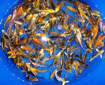 #ad 10 Lot Assorted 4quot; 5quot; Standard Fin Live Koi Fish A Quality for Pond Garden PKF $79.99