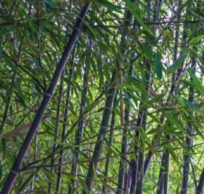 #ad Black Bamboo True Phyllostachys Nigra Live Bare Root Plant Rhizome Not Seeds $38.00