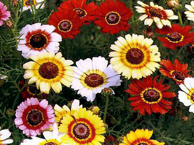 #ad Painted Daisy Seed Mixed Painted Daisies Heirloom Wildflower Bulk Seeds 400ct $4.99