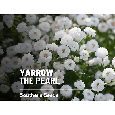 #ad Yarrow The Pearl 100 Seeds Heirloom Flower Medicinal Herb Double white $1.95
