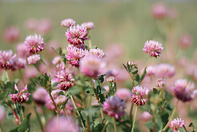 #ad 3500 MEDICINAL SEEDS: Alsike Pink Clover Herb Flower EASY BULK FREE SHIPPING $2.29