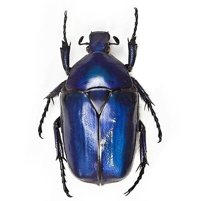 #ad Torynorrhina flammea blue scarab beetle Thailand UNMOUNTED $20.00