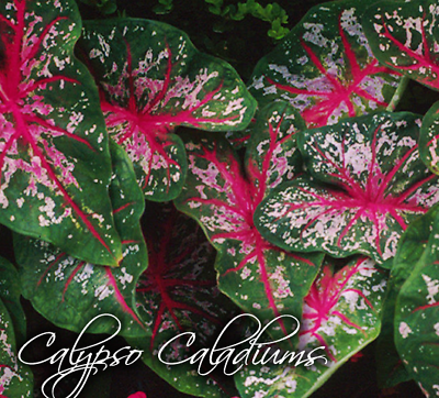 #ad STUNNING CALYPSO Fancy Leaf CALADIUM Bulbs YOU CHOOSE QTY Pink Red Green White $39.95