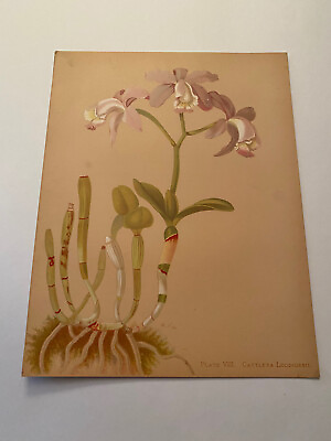#ad K Orchids The Royal Family of Plants Harriet Stewart Miner Color Plate VIII $79.95