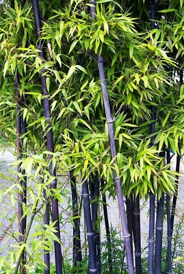 #ad 50Black Bamboo seeds Bamboo Bonsai Garden Home Decoration Cold Resistance USA $4.28