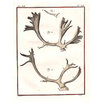 #ad 1760 Hand Colored Engraving Buvée REINDEER ANTLERS Buffon 1st Edition $69.00