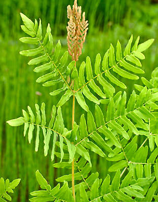 #ad Royal Fern 3 root divisions $13.49