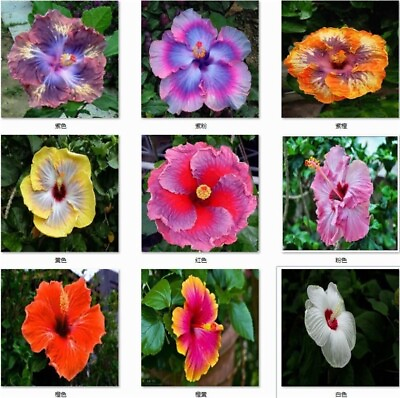 #ad 20 MIXED COLOR SEEDS HIBISCUS flower exotic bloom garden house plant USA Seller $7.75