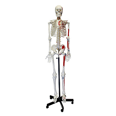#ad MonMed Medical Skeleton Model Life Size Human Skeleton Model Numbered $195.99
