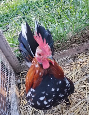 #ad Serama The Smallest Chicken FRESH FERTILE Hatching Eggs 61 Beautiful Coloring $35.00