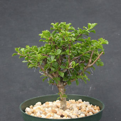 #ad Pereskia portulacifolia specimen rare bonsai tree abrojo cacti plant cactus 6quot; $39.99