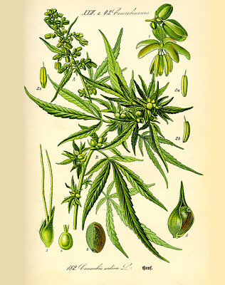 #ad Cannabis Sativa Botanical Marijuana Plant Vintage Poster 13x19 $15.99