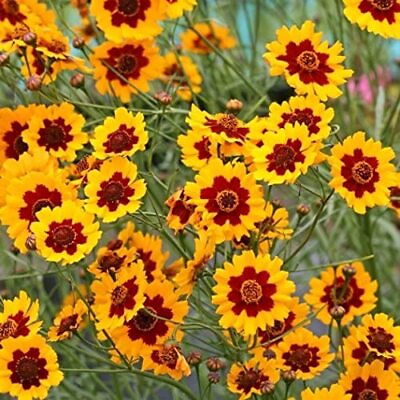 #ad Plains Coreopsis Seeds Non GMO Free Shipping Seed Store 1271 $1.89