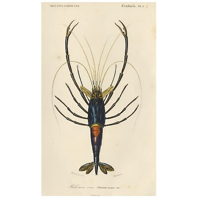 #ad SCARCE Original D#x27;Orbigny Lobster Engraving: PALEMON ORNATUM CRAYFISH PRAWN $35.00