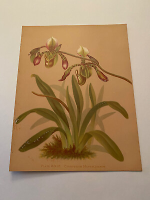 #ad K Orchids The Royal Family of Plants Harriet Stewart Miner Color Plate XXIII $79.95