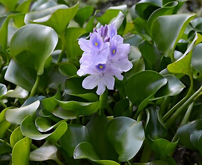 #ad 12 Water Hyacinth Plants Pond Plant Pond Flower Great for Koi Ponds $37.50