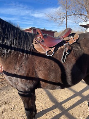 #ad 16 Used brown Inch National Bridle Tennessean GaitedTrail Saddle $550.00