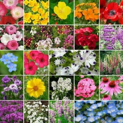 #ad Partial Shade Wildflower Seed Mix Heirloom amp; Non GMO Annual amp; Perennial Seed $192.00