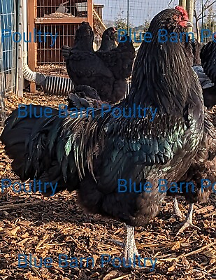 #ad 6 Black Show Quality Ameraucana Chicken Hatching Eggs. Purebred. NPIP Certified $42.75