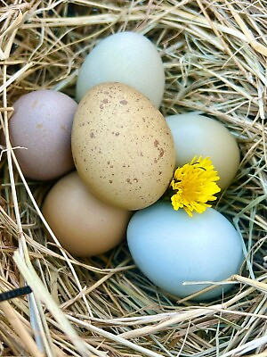 #ad 6 Lavender Ameraucana and Black Olive Egger Chicken Hatching Eggs GUARANTEED $19.99