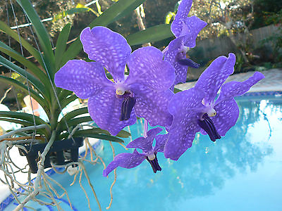 #ad Orchid Vanda Pachara Delight blue purple near or in spike Exotic Tropical Plant $42.95