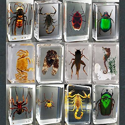 #ad CXUEMH Clear Insect Specimens 12 Pcs Real Animal Specimen Bugs Resin Bug Collect $50.71