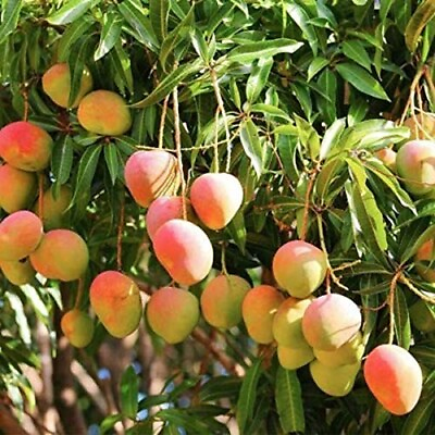 #ad Very Rare Kesar Mango 3 seeds Organic Non GMO $10.99