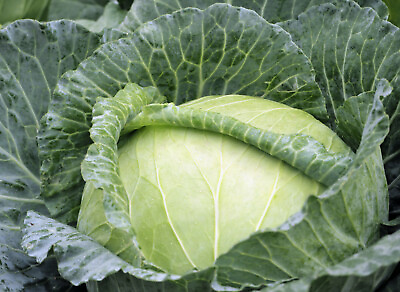 #ad 1234 Cabbage Seeds CHEAPEST Will Grow amp; In Just 2 Months Copenhagen $5.97