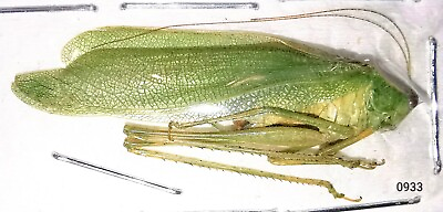 #ad Orthoptera Scudderia sp 14 18mm WS 5 6cm A1 or A from CANADA #0933 $5.00