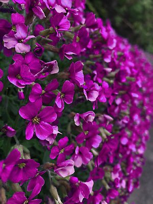 #ad 150 Rock Cress Seeds Aubrieta Cascading Purple Flowers Perennial Ground Cover $2.49