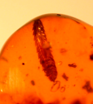 #ad Siphonophorid Millipede with Barklouse in Burmite Amber Fossil Gemstone $24.95