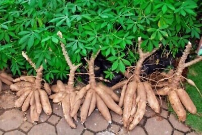 #ad New 4 PCS Sweet Cassava Quick Stick Yuca Manihot Esculenta Manioc Tapioca Cut $22.96