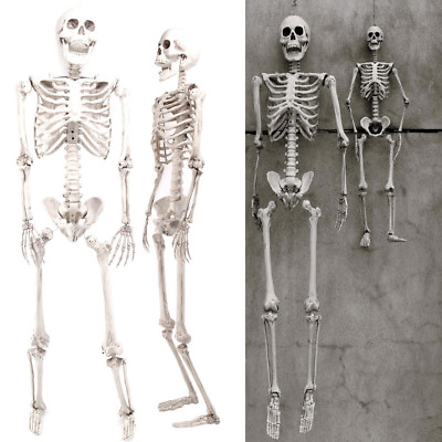 #ad 3FT 5.6 6.07ft Halloween Skull Skeleton Human Full Life Size Party Tricky Prop $21.99