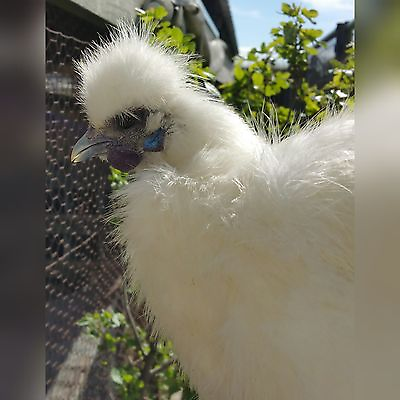 #ad 6 PURE WHITE SILKIE HATCHING CHICKEN EGGS Free UPS Ground shipping $29.99