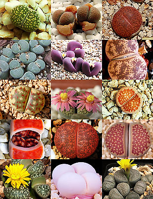 #ad RARE Lithops MIX succulent cactus EXOTIC living stones desert rock seed 30 SEEDS $8.99
