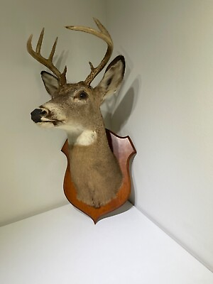#ad Vintage Whitetail Deer 8 Point Head Mount Taxidermy Man Cave Hat Rack Bar $299.00