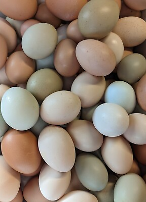 #ad 10  Fresh amp; Fertile Chicken Hatching Eggs Barnyard Mix Rare Mix Possible $28.00
